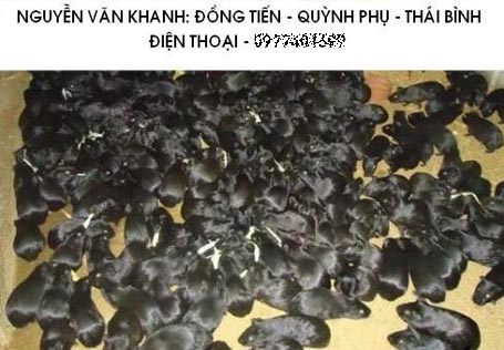 Cả[-]nước[-]đua[-]nhau[-]nuôi[-]chuột[-]thành...[-]chồn[-]nhung[-]đen